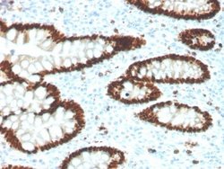 CDX2 Antibody (CDX2/4394R) - Azide and BSA Free, Novus Biologicals 100